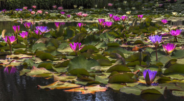 Картинка цветы лилии+водяные +нимфеи +кувшинки водяные лилии цветение листья вода