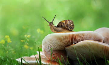 Картинка животные улитки зелень улитка боке трава грибы