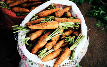 Картинка еда морковь урожай корнеплоды много мешок