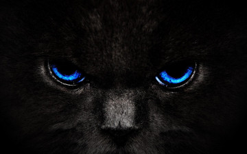 Картинка животные коты морда глаза кот кошка черный