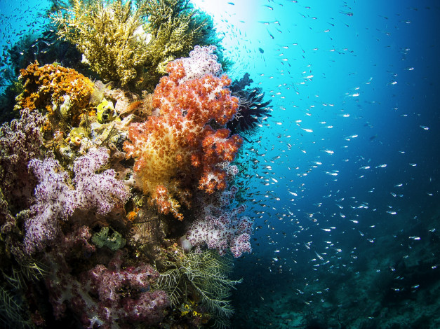 Обои картинки фото природа, морские глубины, рыбы, море, дно, кораллы