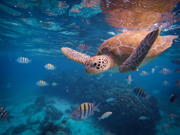 Обои картинки фото животные, Черепахи, рыбы, океан, море, под, водой, черепаха