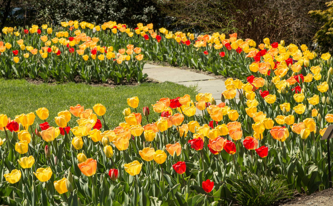 Обои картинки фото цветы, тюльпаны, красные, парк, желтые, трава, солнце, дорожка, газон