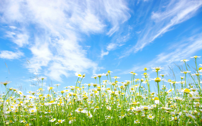 Обои картинки фото цветы, ромашки, небо, солнце, голубое, поле, лето, облака