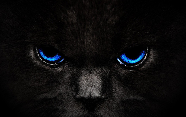 Обои картинки фото животные, коты, морда, глаза, кот, кошка, черный