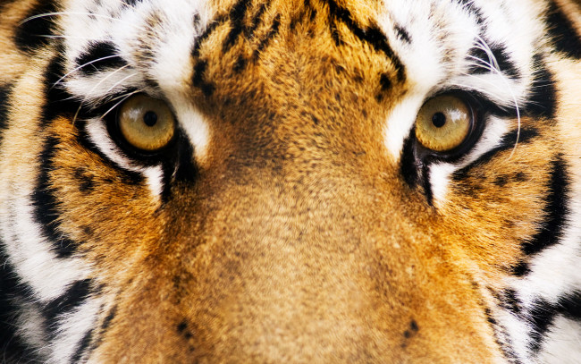 Обои картинки фото животные, тигры, глаза, тигр, морда