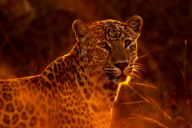 Обои картинки фото животные, леопарды, солнце, трава, красавец, леопард, пятнистый, боке, хищник