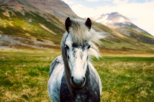 Обои картинки фото животные, лошади, горы, боке, исландия, лошадь, долина, пейзаж