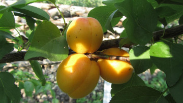 Картинка природа плоды абрикосы