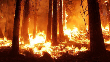 Картинка природа стихия лес пожар