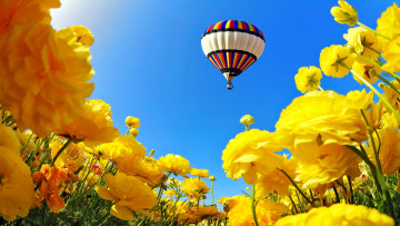 обоя авиация, воздушные шары дирижабли, полет, цветы, шар