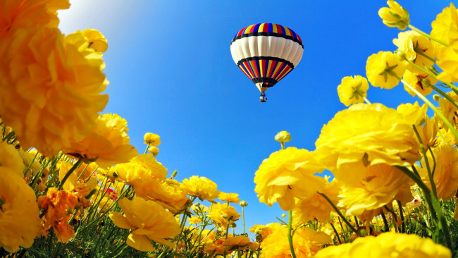 Обои картинки фото авиация, воздушные шары дирижабли, полет, цветы, шар