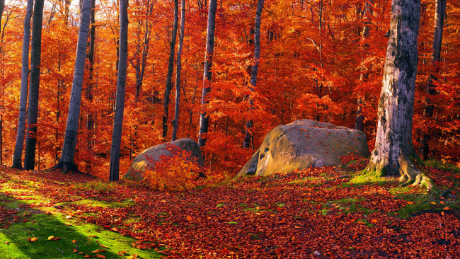 Обои картинки фото природа, лес, камни, листья, осень
