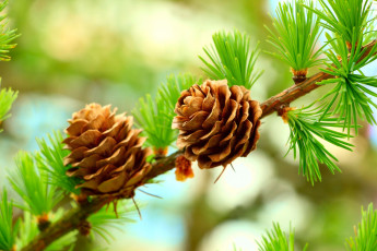 Картинка природа шишки +жёлуди +каштаны forest tree cones pine