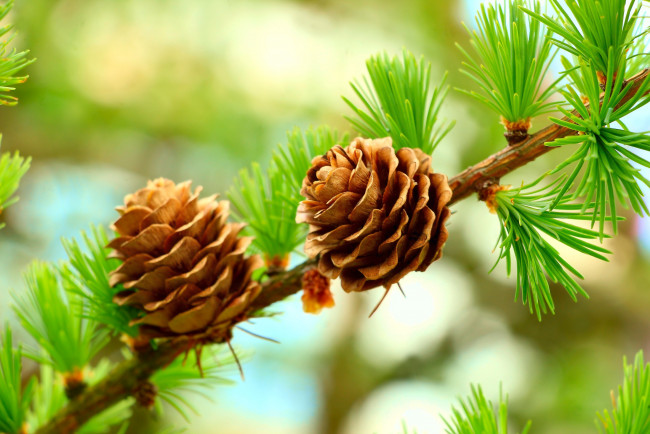 Обои картинки фото природа, шишки,  жёлуди,  каштаны, forest, tree, cones, pine