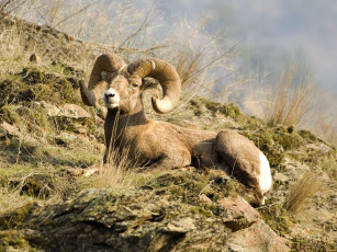 Картинка rocky mountain bighorn sheep montana животные овцы бараны