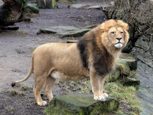 Картинка животные львы
