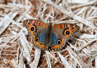 Картинка животные бабочки крылья коричневый
