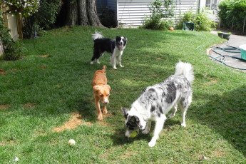 Картинка животные собаки трава мяч