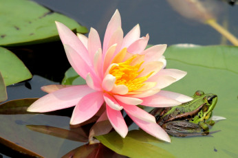 Картинка цветы лилии водяные нимфеи кувшинки розовый лягушка вода