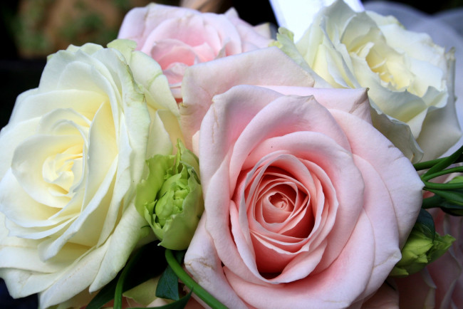 Обои картинки фото цветы, розы, белый, розовый