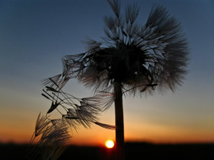 Картинка dandelion природа макро закат одуванчик