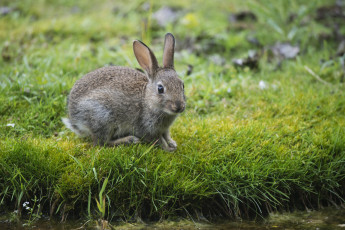 Картинка животные кролики зайцы трава зелень заяц