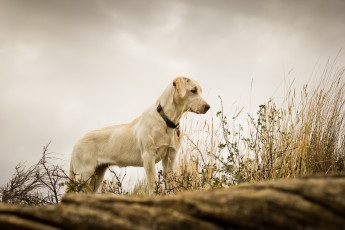Картинка животные собаки собака трава фон