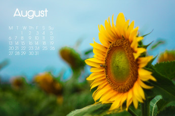 Картинка календари цветы подсолнух