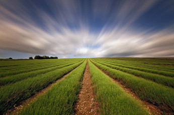 Картинка природа поля поле лаванда небо