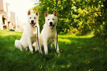 Картинка животные собаки трава природа щенки