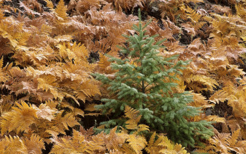 Картинка hidden pine tree природа листья листва папоротники желтая ель