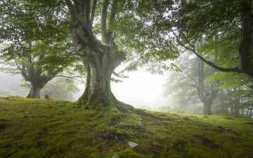 Картинка природа деревья зелень дымка лес мох трава