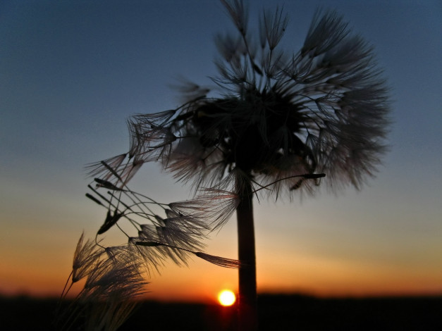 Обои картинки фото dandelion, природа, макро, закат, одуванчик