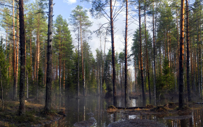 Обои картинки фото природа, лес, вода