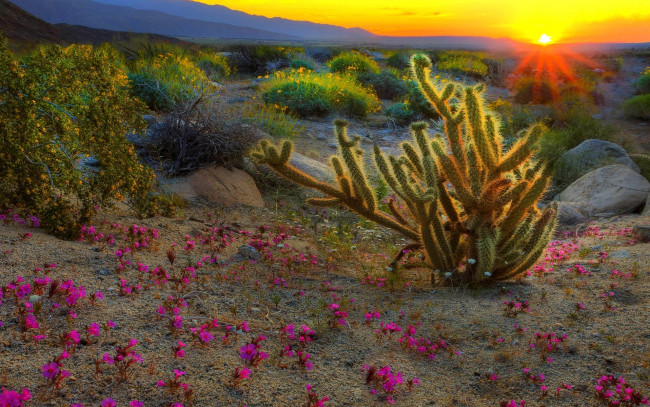 Обои картинки фото природа, восходы, закаты, цветы, пустыня, кактус, закат