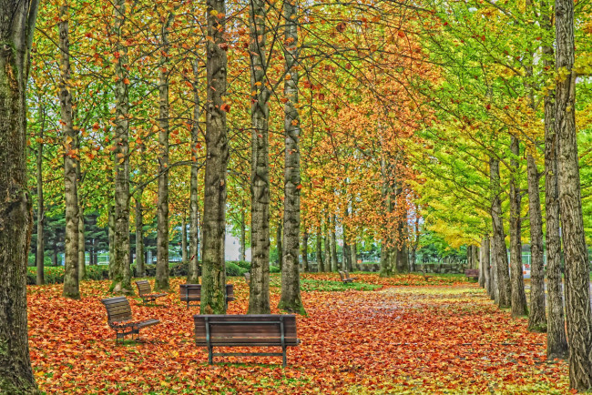 Обои картинки фото природа, парк, скамейки, осень, деревья