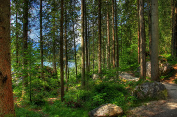 Картинка германия бавария рамзау природа лес