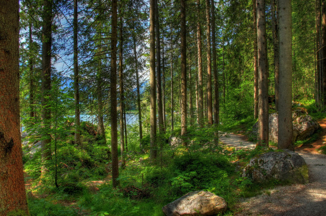 Обои картинки фото германия, бавария, рамзау, природа, лес