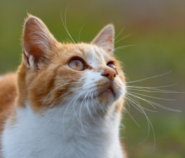 Картинка животные коты кошка коте кот портрет киса усы рыжий взгляд