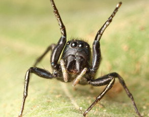 Картинка животные пауки лапки глазки джампер паук макро фон