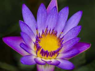 Картинка цветы лилии +лилейники лилия водяная сиреневая цветок макро лепестки