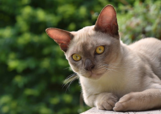Картинка животные коты бурманская кошка мордочка бурма