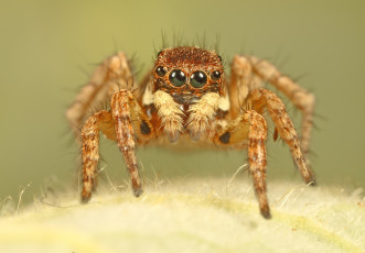 Картинка животные пауки макро лапки глазки фон джампер паук