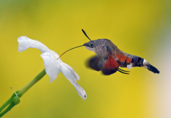 Картинка животные бабочки +мотыльки +моли роса мотылёк фон макро утро цветок