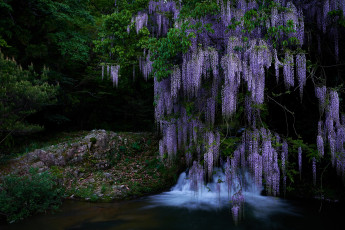 Картинка цветы глициния водопад природа каскад