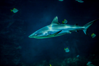 Картинка животные акулы рыбы аквариум акула
