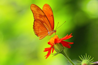 Картинка животные бабочки +мотыльки +моли лепестки цветок крылья бабочка растение насекомое