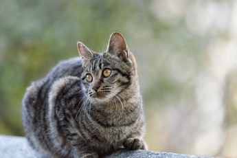 Картинка животные коты коте кошка кот киса взгляд