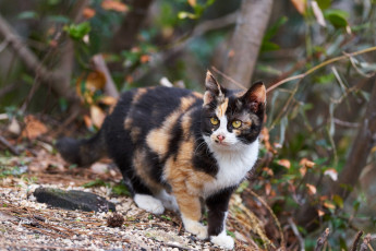 Картинка животные коты трёхцветная кошка киса взгляд